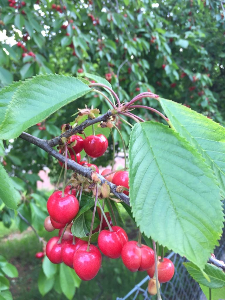 Kirschgarten
