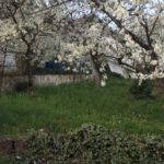 Kirschgarten