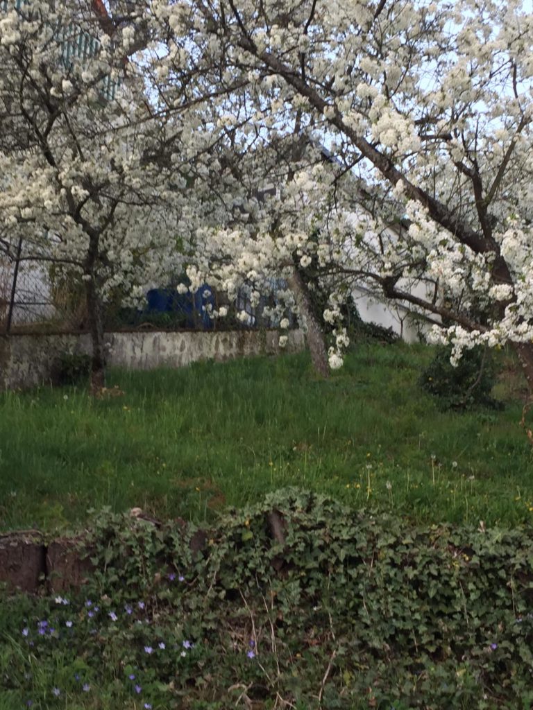 Kirschgarten