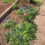 Frühling im Garten
