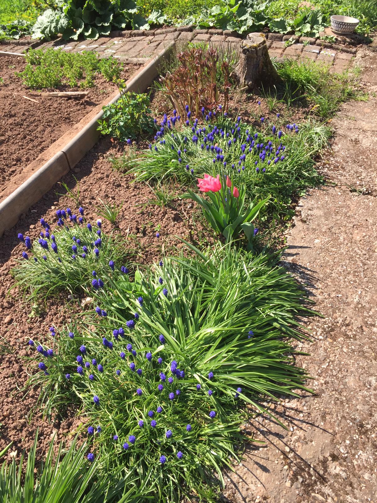 Frühling im Garten