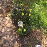 Frühling im Garten