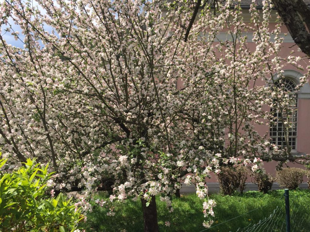 Obstbäume