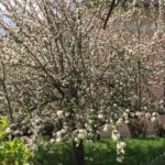 Obstbäume